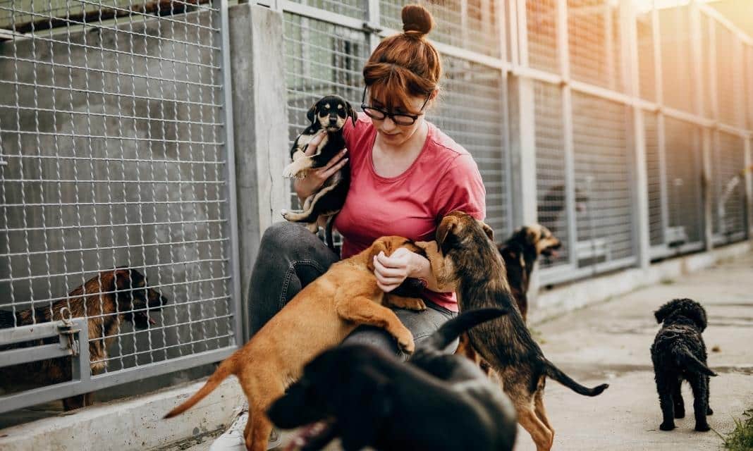 Świdnica: Inicjatywa na rzecz zwierząt – Obchody Światowego Dnia Bezdomnych Piesków i Kotków